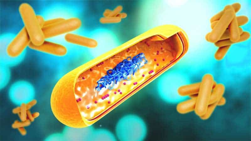 Therapeutic, nasally delivered DNA vaccine fuses two genes to help fight tuberculosis