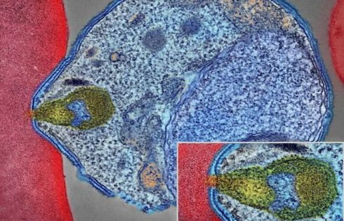 WHO approves first malaria treatment for infants