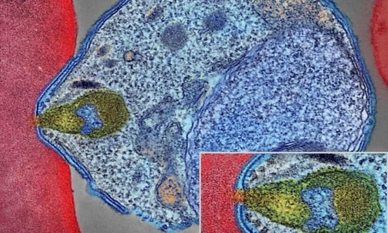 WHO approves first malaria treatment for infants