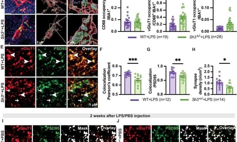 Neuroinflammation triggers autism-like regression in mouse model
