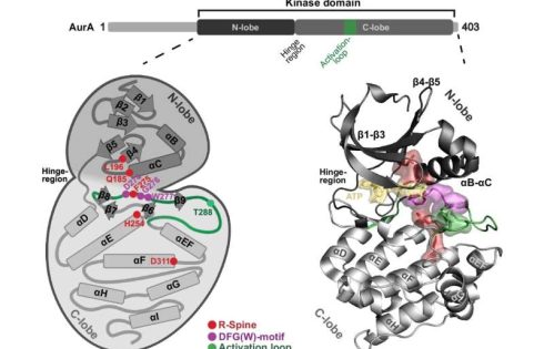 Scientists crack an ‘undruggable’ childhood cancer protein, opening a path to treatments for neuroblastoma