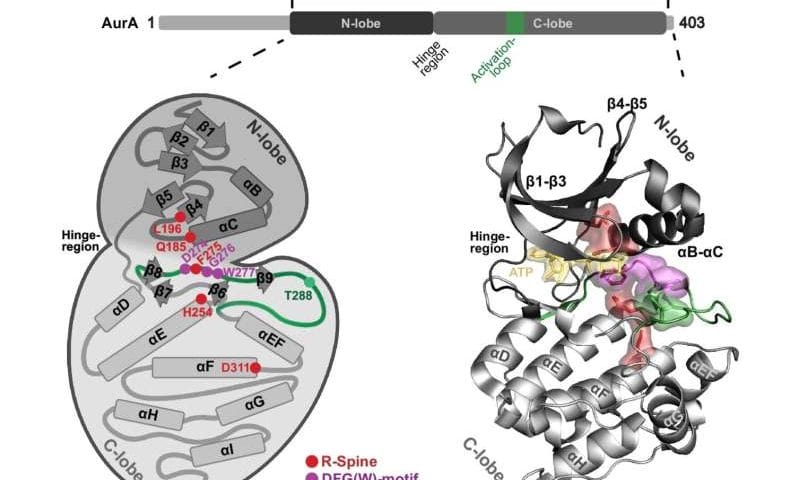 Scientists crack an ‘undruggable’ childhood cancer protein, opening a path to treatments for neuroblastoma