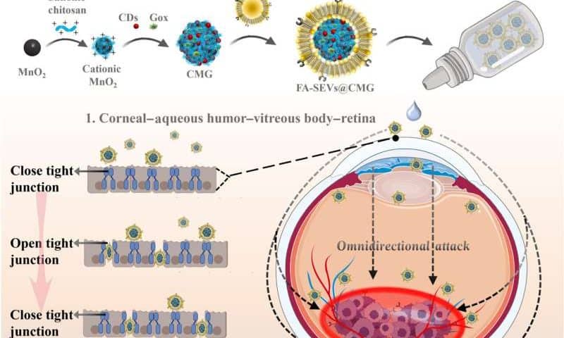 New, more effective delivery method for eye cancer treatment is derived from pig semen