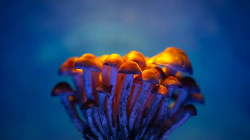 Depression treatment is shifting, and this mushroom-derived compound is driving one of psychiatry’s biggest new tests