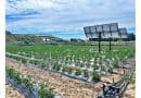 Agrovoltaic systems can save water, generating energy and making tomato cultivation more sustainable at the same time