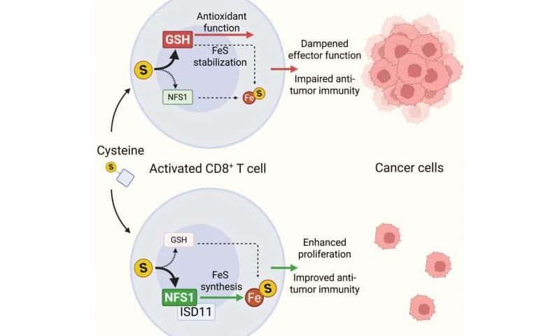 Cysteine pathways help T cells choose between multiplying and attacking tumors