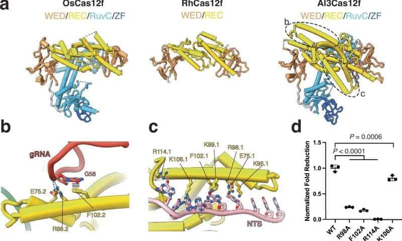 Compact CRISPR system unlocks targeted in-body gene editing, with up to 90% efficiency
