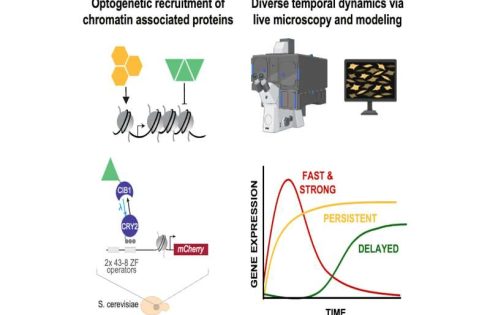Each protein in the epigenome produces a different pattern of gene expression, study finds