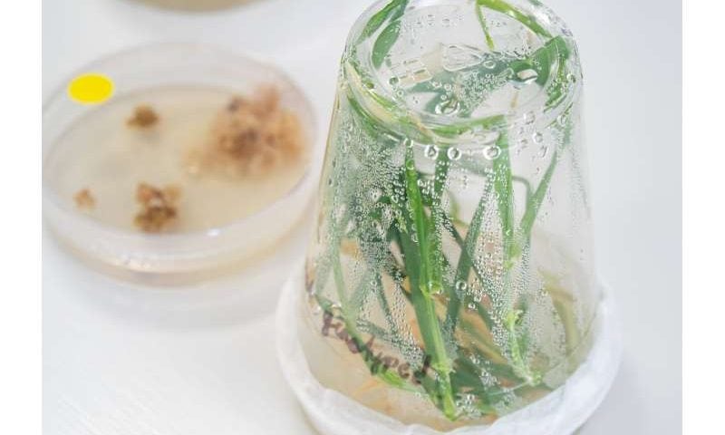 Unlocking designer roots for future cereal crops