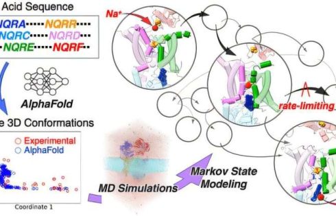 Bacterial energy enzyme reveals dual-trigger sodium pump mechanism, offering antibiotic clues