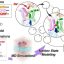 Bacterial energy enzyme reveals dual-trigger sodium pump mechanism, offering antibiotic clues