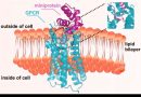 AI-designed miniproteins switch key cell receptors on and off