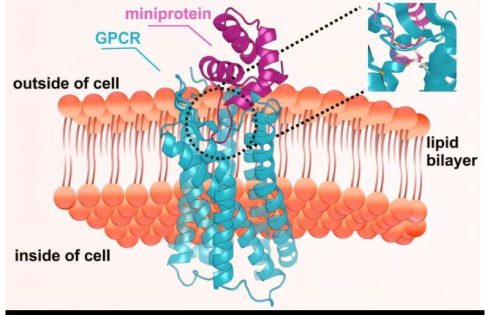AI-designed miniproteins switch key cell receptors on and off