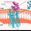 AI-designed miniproteins switch key cell receptors on and off