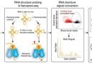 Single-molecule RNA mapping may reveal how shape shifts steer health and disease