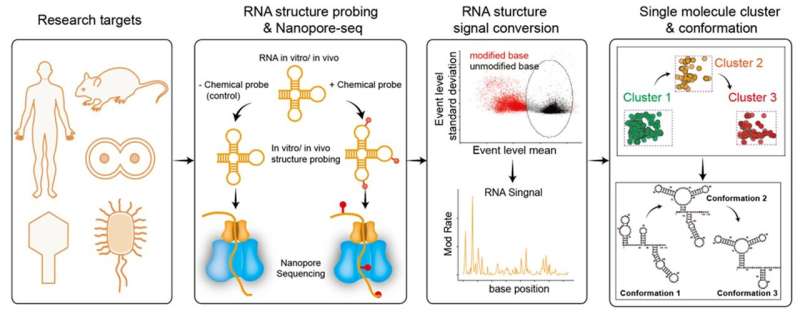 Single-molecule RNA mapping may reveal how shape shifts steer health and disease