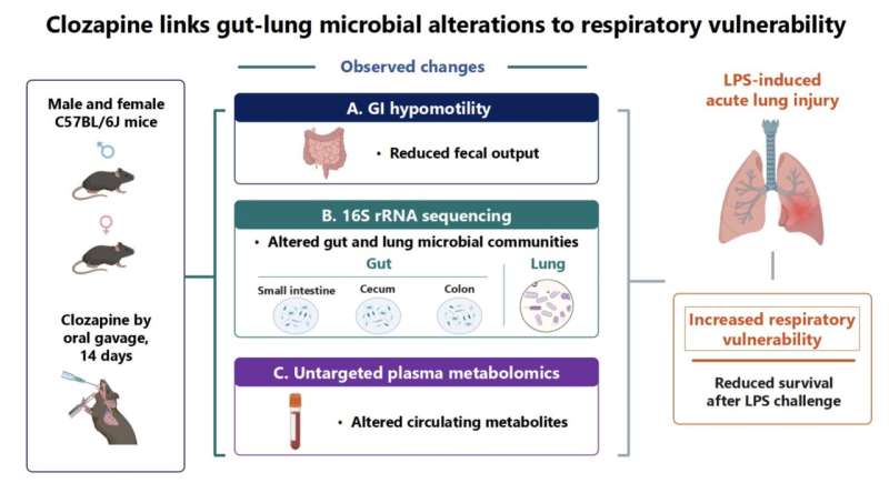 Gut-lung microbe shifts may explain clozapine’s severe bowel and lung side effects