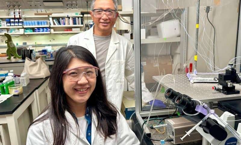 Cold skin, hot heart, one gene: Hidden temperature switch decides where disease appears