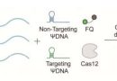 Discovery could reshape RNA editing with DNA-guided CRISPR