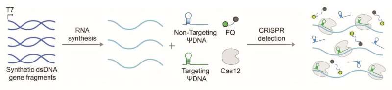 Discovery could reshape RNA editing with DNA-guided CRISPR