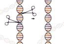 DNA ‘nicks’ make for safer, more precise genetic analysis