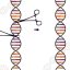 DNA ‘nicks’ make for safer, more precise genetic analysis