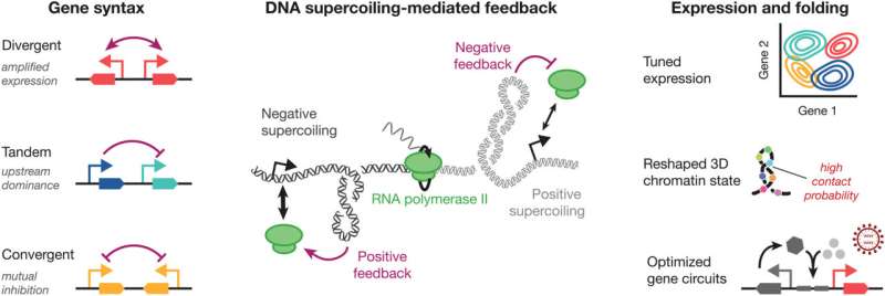Gene circuits reshape DNA folding and affect how genes are expressed, study finds