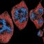 Hi-res microscopes give biologists petabytes of data. Scientists are creating an AI assistant to make sense of it