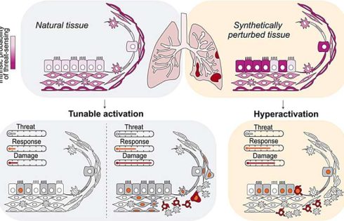 How lungs balance defense and damage by tuning responses to deeper threats