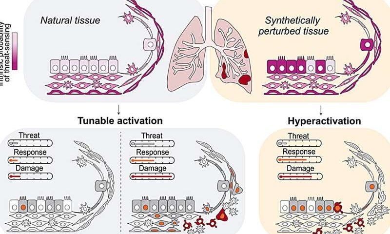 How lungs balance defense and damage by tuning responses to deeper threats