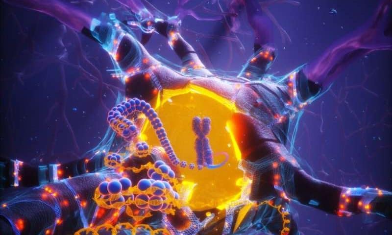 Longevity-linked APOE2 gene variant helps neurons repair DNA and resist aging
