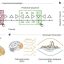 How a distinct communication subspace in the brain turns goals into actions