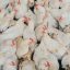 New research offers practical biosecurity tools to limit poultry disease spread
