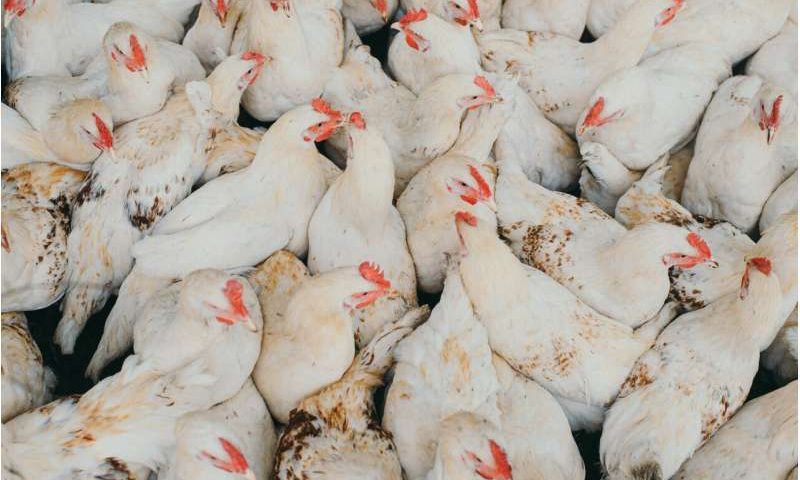 New research offers practical biosecurity tools to limit poultry disease spread