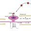 Schwann cells may trigger NF1 pain before tumors appear, mouse study suggests