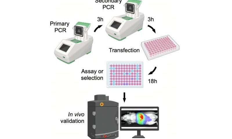 Bioengineers condense protein engineering and testing to a single day