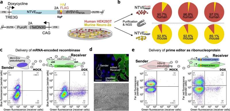 Reading genetic activity from living cells without destroying them