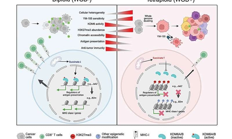 Breast cancer cells with doubled genomes may dodge immunotherapy by turning off key immune signals
