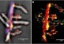 Super-resolution microscopy provides real-time picture of bacteria degrading biomass with enzyme complexes