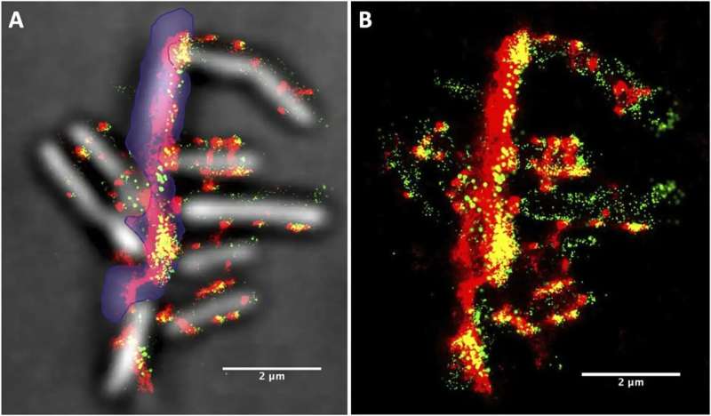 Super-resolution microscopy provides real-time picture of bacteria degrading biomass with enzyme complexes