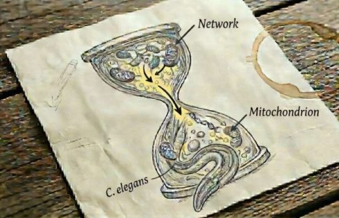 Why energy fades with age: Missing membrane lipid may destabilize mitochondria
