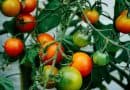 Experimentally validated AI model predicts virulence of tomato yellow leaf curl virus