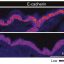 Unprecedented view inside live stem cells reveals aging process and loss of regenerative capacity