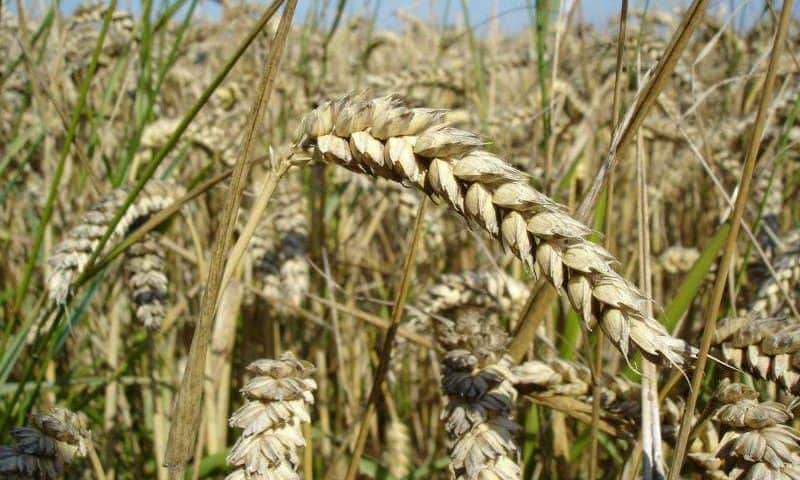 Novel wheat hybrids increase resistance to major fungal disease by up to 70%