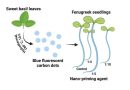 Sweet basil carbon dots show potential for sustainable agriculture