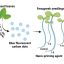 Sweet basil carbon dots show potential for sustainable agriculture