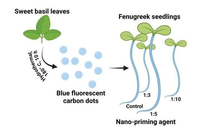 Sweet basil carbon dots show potential for sustainable agriculture