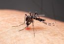 Dengue is no longer just a travel risk—what Google’s mosquito plan could mean for your summer