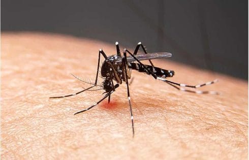 Dengue is no longer just a travel risk—what Google’s mosquito plan could mean for your summer