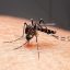 Dengue is no longer just a travel risk—what Google’s mosquito plan could mean for your summer